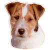 Stickers Dog Breed From E To P