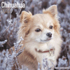 2022 Dog Calendars Breeds From C to J