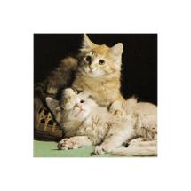 Tabby Cat N° 1 Post Card 7