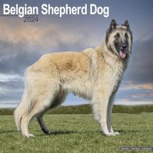 Calendar 2024 Belgian Shepherds