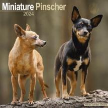 Calendar 2023 Miniature Pinsher