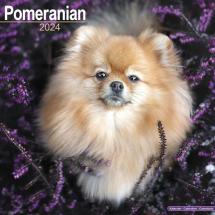 Calendar 2024 Pomeranian