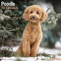 Calendar 2024 Toy Poodle