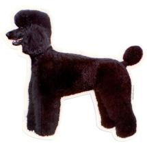 Poodle Black Sticker Standing