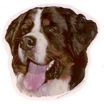 Bernese Mountain Dog Sticker Head