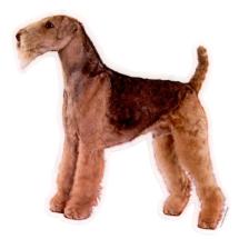 Airedale Terrier Sticker Standing