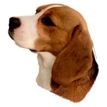 Beagle Sticker Head