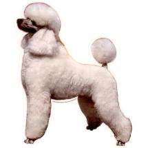 Poodle White Sticker Standing