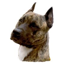 American Staffordshire Terrier Brindle Head Cropped Sticker