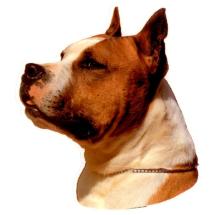 American Staffordshire Cropped Red And White Sticker Head