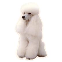 Poodle White Sticker Sitting