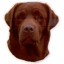 Chocolate Labrador Head Sticker