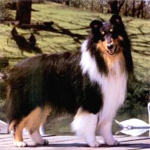 Collie Post Card 7