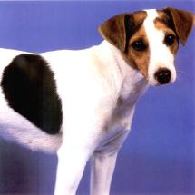 Jack Russell Post Card 7