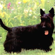 Scottish Terrier N° 2 Post Card 7