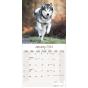 Calendar 2024 Alaskan Malamute