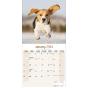 Calendar 2024 Beagle