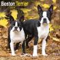 Calendar 2024 Boston Terrier
