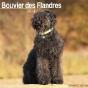 Calendar 2024 Bouvier De Flandres Long Ears