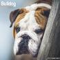 Calendar 2024 English Bulldog