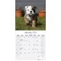 Calendar 2024 English Bulldog
