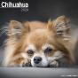 Calendar 2024 Chihuahua