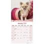 Calendar 2024 Chihuahua