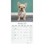 Calendar 2024 French Bulldog