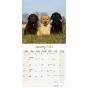 Calendar 2023 Labrador Mixed