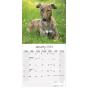 Calendar 2024 Greyhound