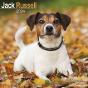 Calendar 2024 Jack Russell Terrier
