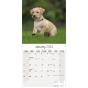 Calendar 2023 Yellow Labrador
