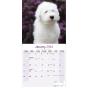 Calendar 2024 Old English Sheepdog