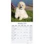 Calendar 2024 Poodle