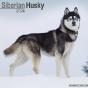 Calendar 2024 Siberian Husky
