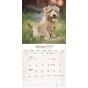 Calendar 2023 Norwich & Norfolk Terrier