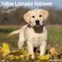 Yellow Labrador Puppies 2024 Calendar