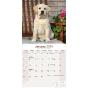 Yellow Labrador Puppies 2024 Calendar