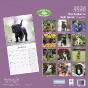 Staffordshire Bull Terrier Puppies 2024 Calendar