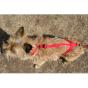K-9 Cross Harness For Small Dogs