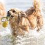 Jumper On Rope Floating Dog Toy