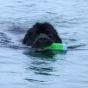 Amphibious Bumper Floating Dog Dummy Small
