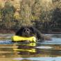 Splash Stick Floating Dog Dummy