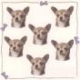 Chihuahua N°1 Mini Stickers