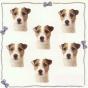Jack Russell Wire Mini Stickers