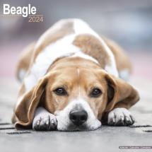 Calendrier Beagle 2024