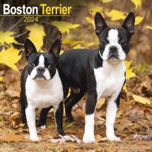 Calendrier Boston Terrier 2024