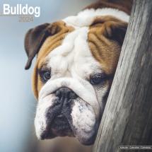 Calendrier Bulldog Anglais 2024