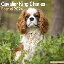 Calendrier Cavalier King Charles 2024