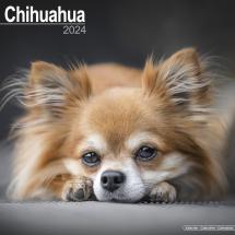 Calendrier Chihuahua 2024